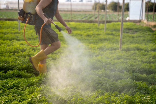 Best Wasp Removal Services  in Kaibito, AZ