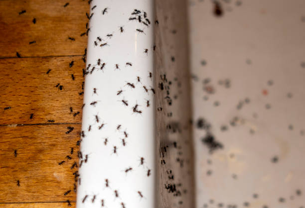 Best Affordable Pest Control Services  in Kaibito, AZ